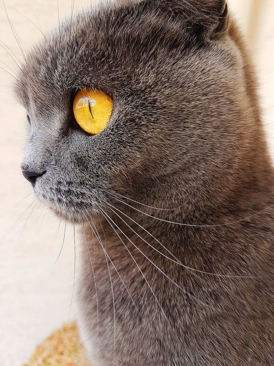 Сиамские вислоухие котята могут быть без хвоста