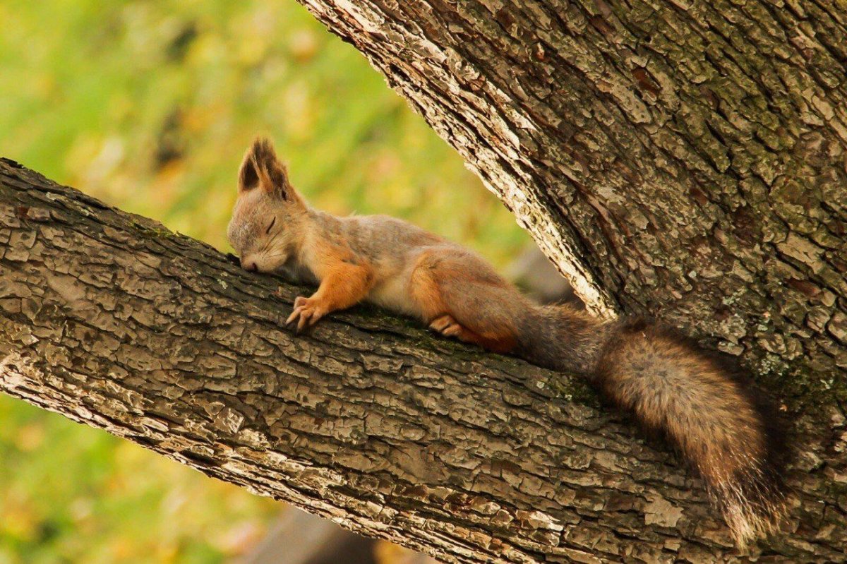 Спящие белки