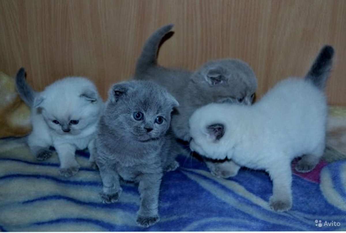 Милые Шотландские вислоухие кошки