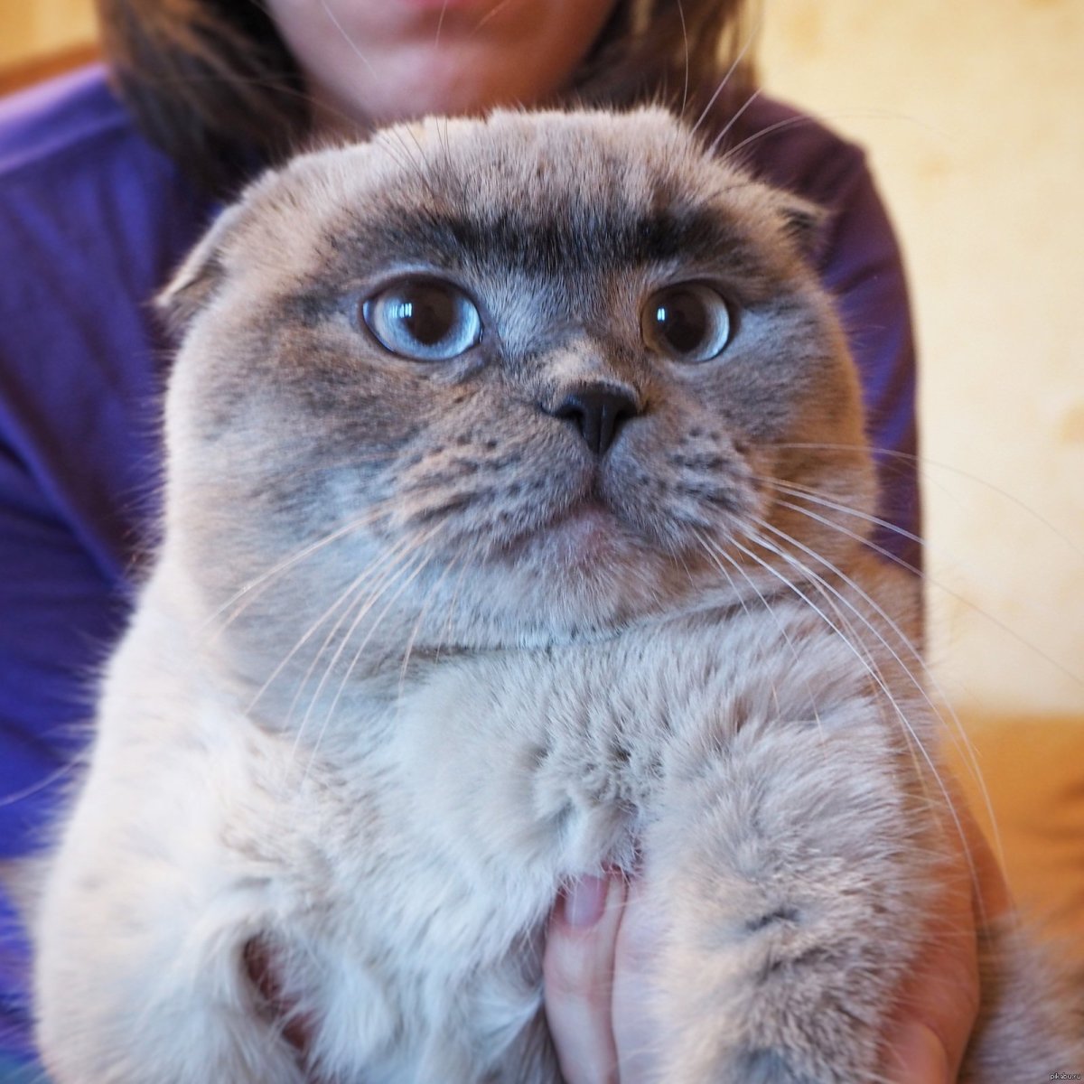 Кошка с бровями