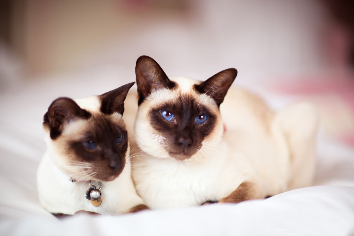 Толстые сиамские кошки