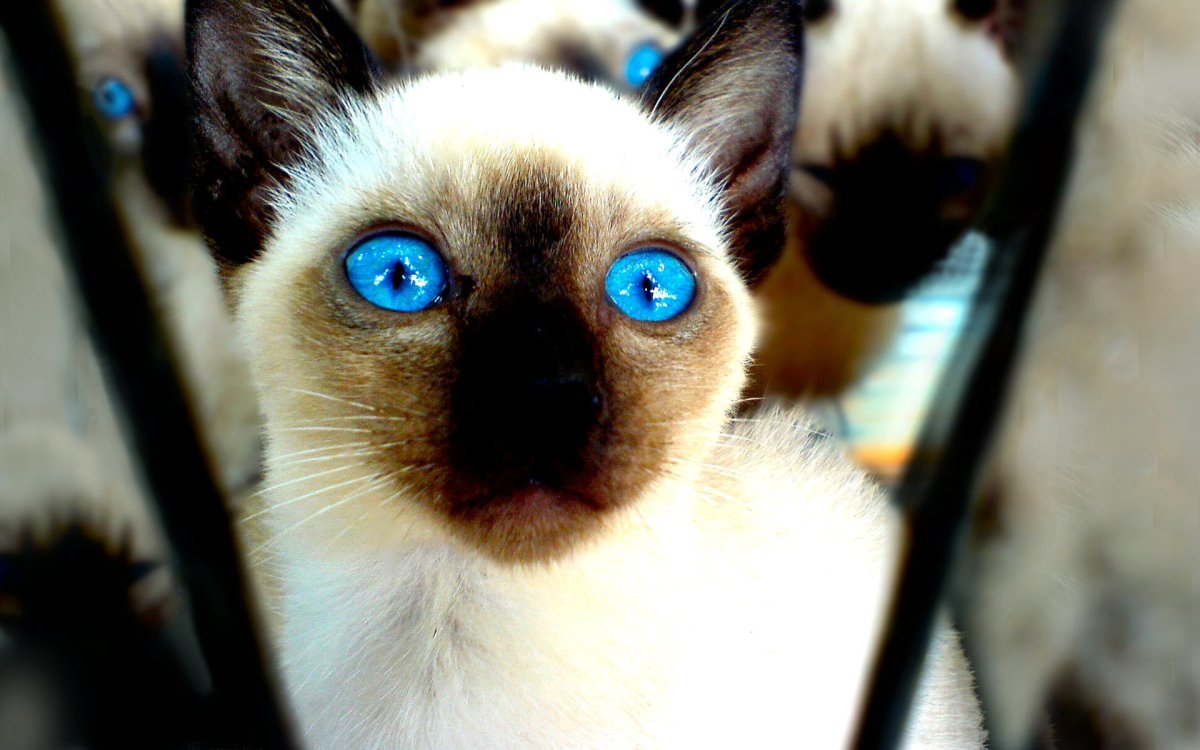 Скрещивание Шотландская кошка скоттиш фолд