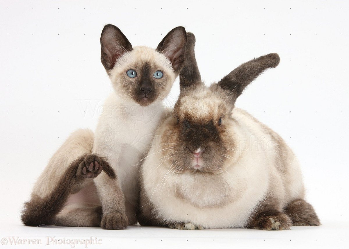 Маленький толстенький сиамский котенок