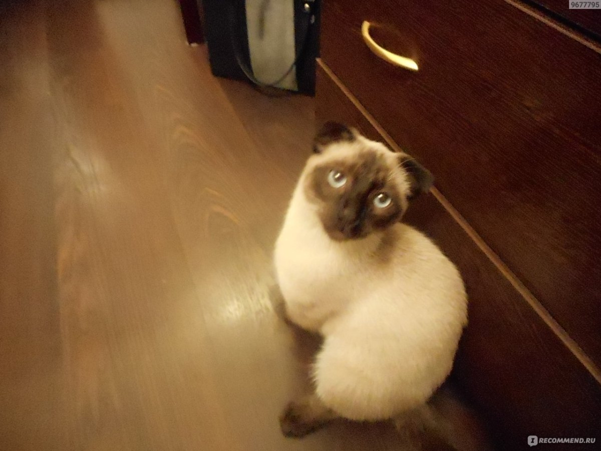 Сиамские вислоухие котята