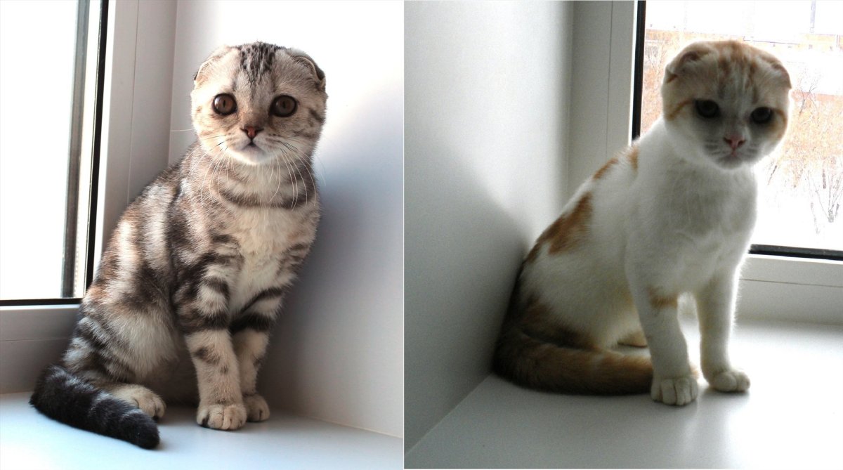 Сиамская кошка на диване