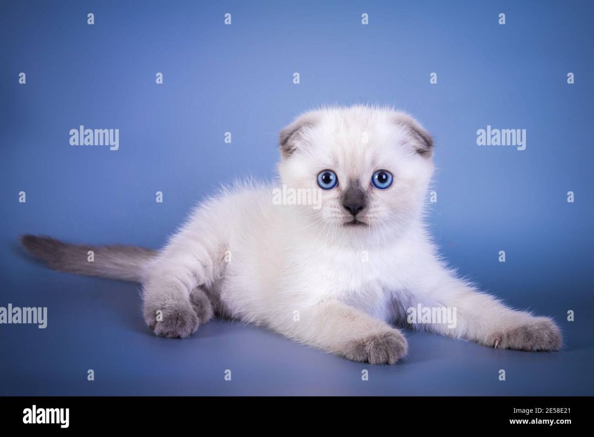 Манчкин Шотландская вислоухая Сиамская