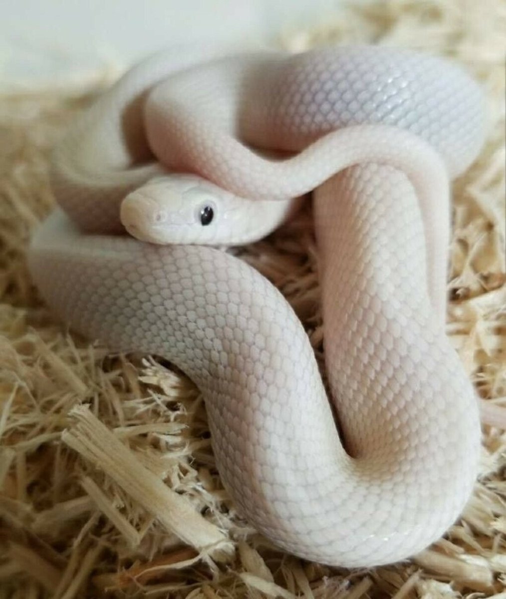 Маисовый полоз альбинос