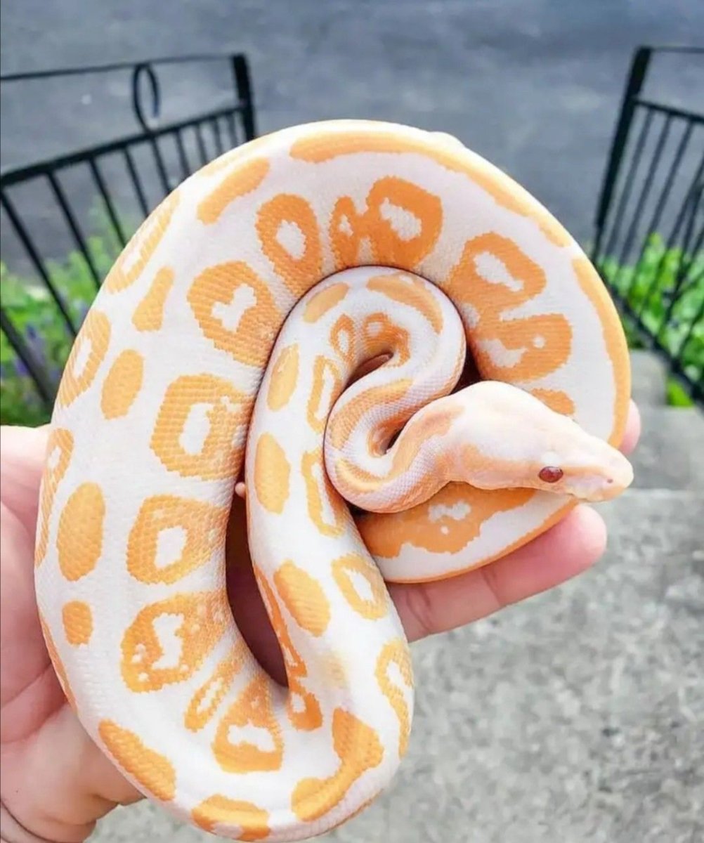 Королевский питон альбинос