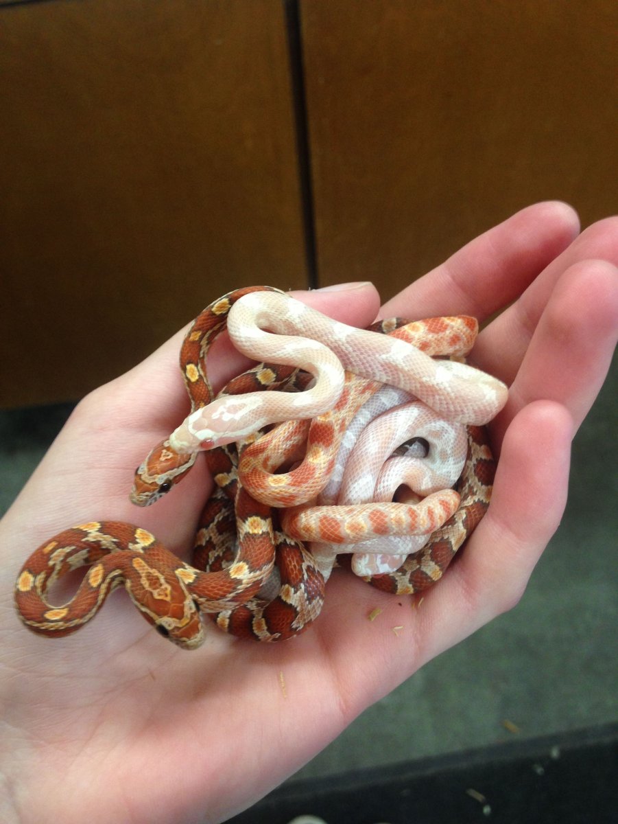 Змея маисовый полоз