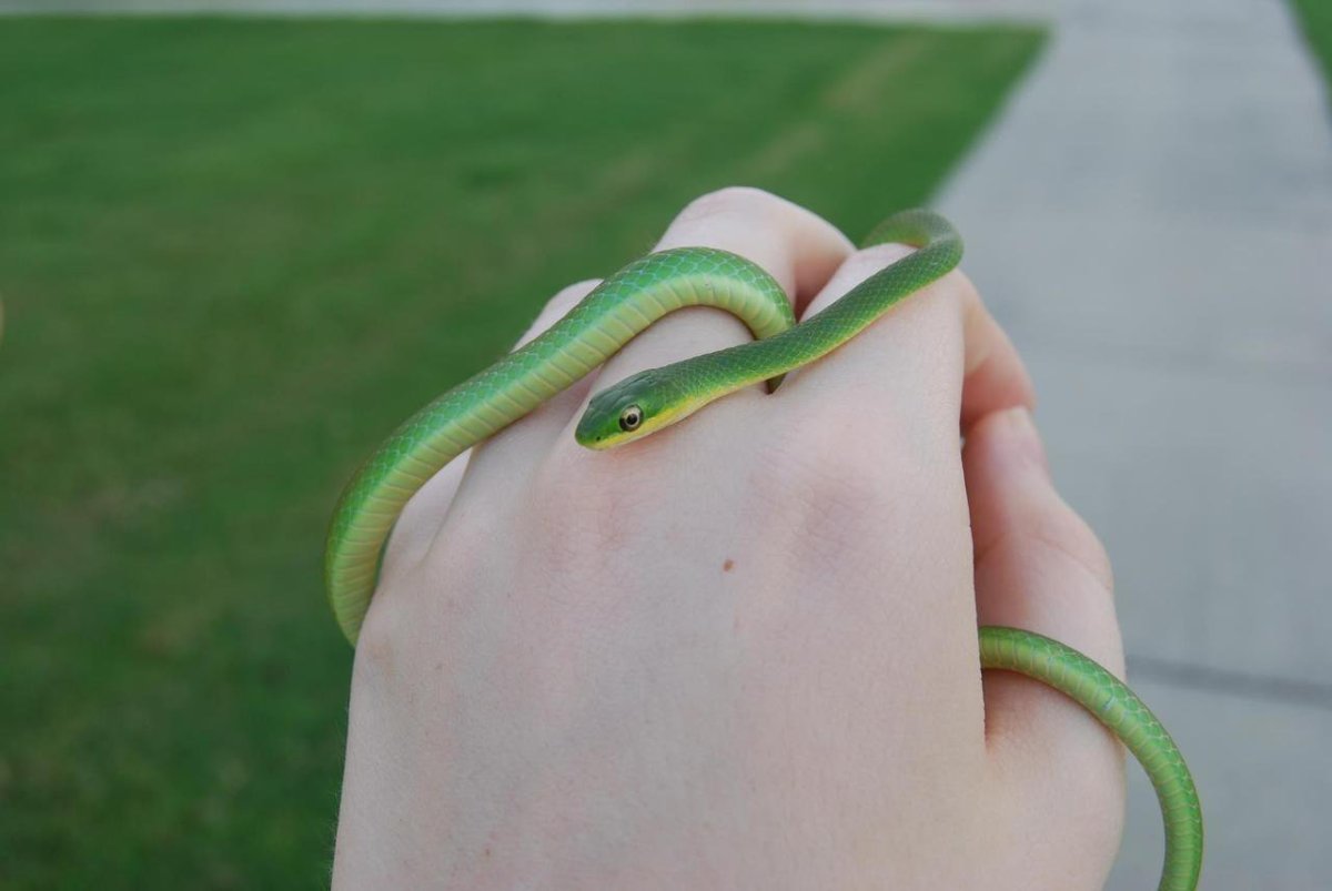 Маленькие змеи