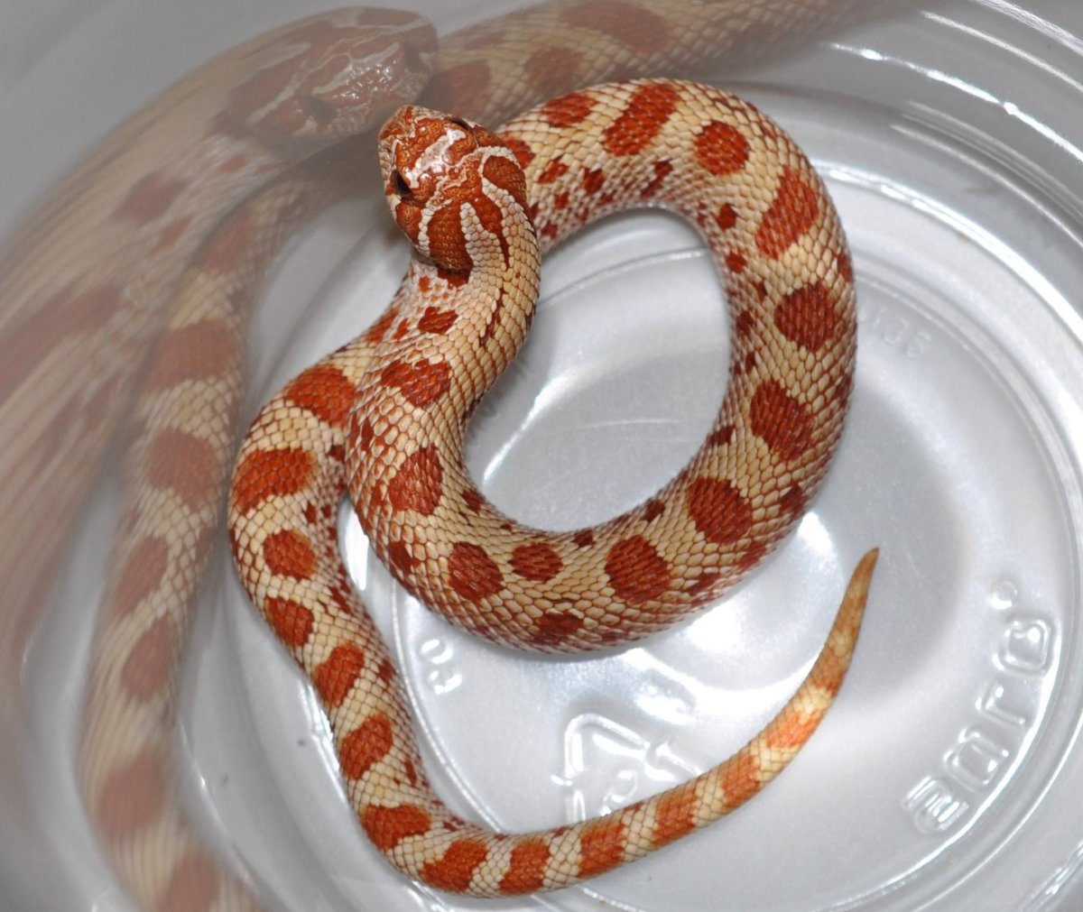 Полоз домашний