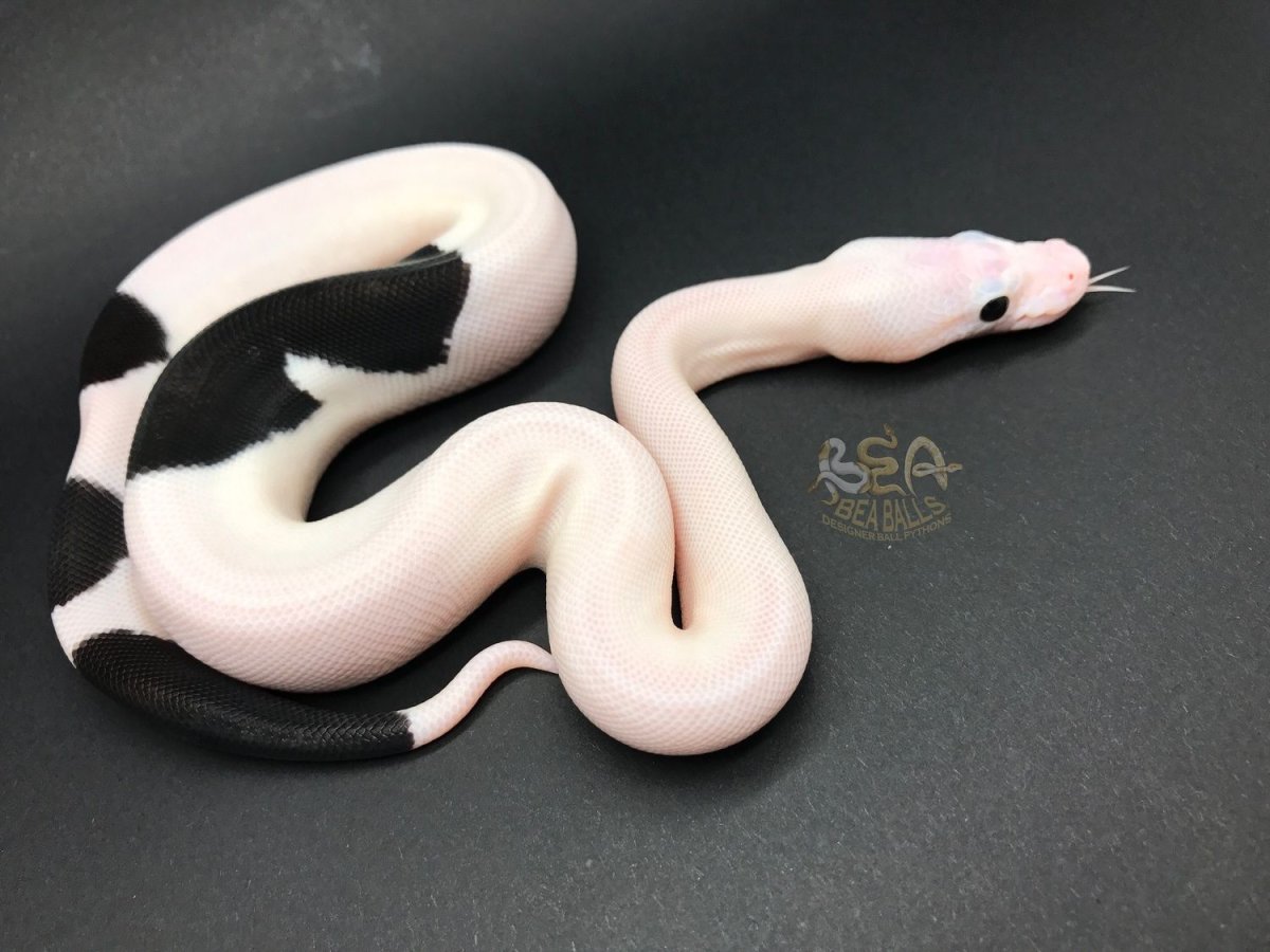 Королевский питон Albino