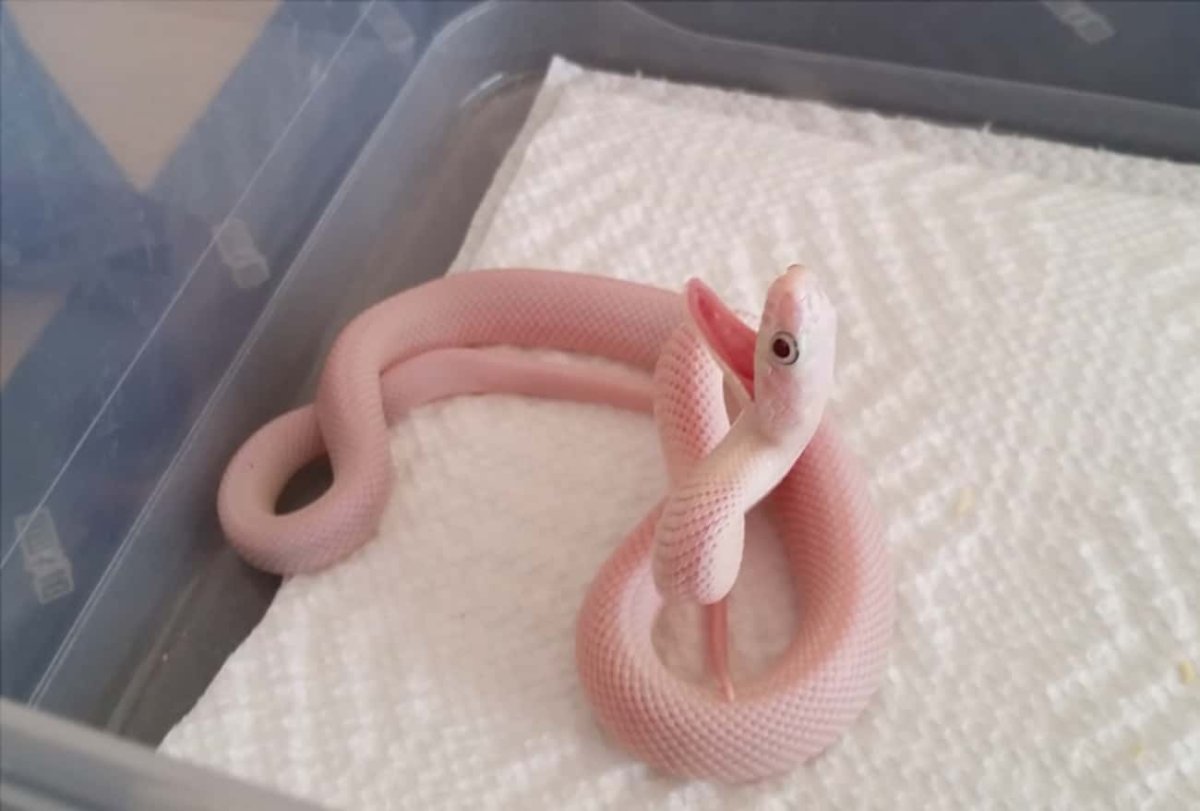 Домашние змеи маленькие