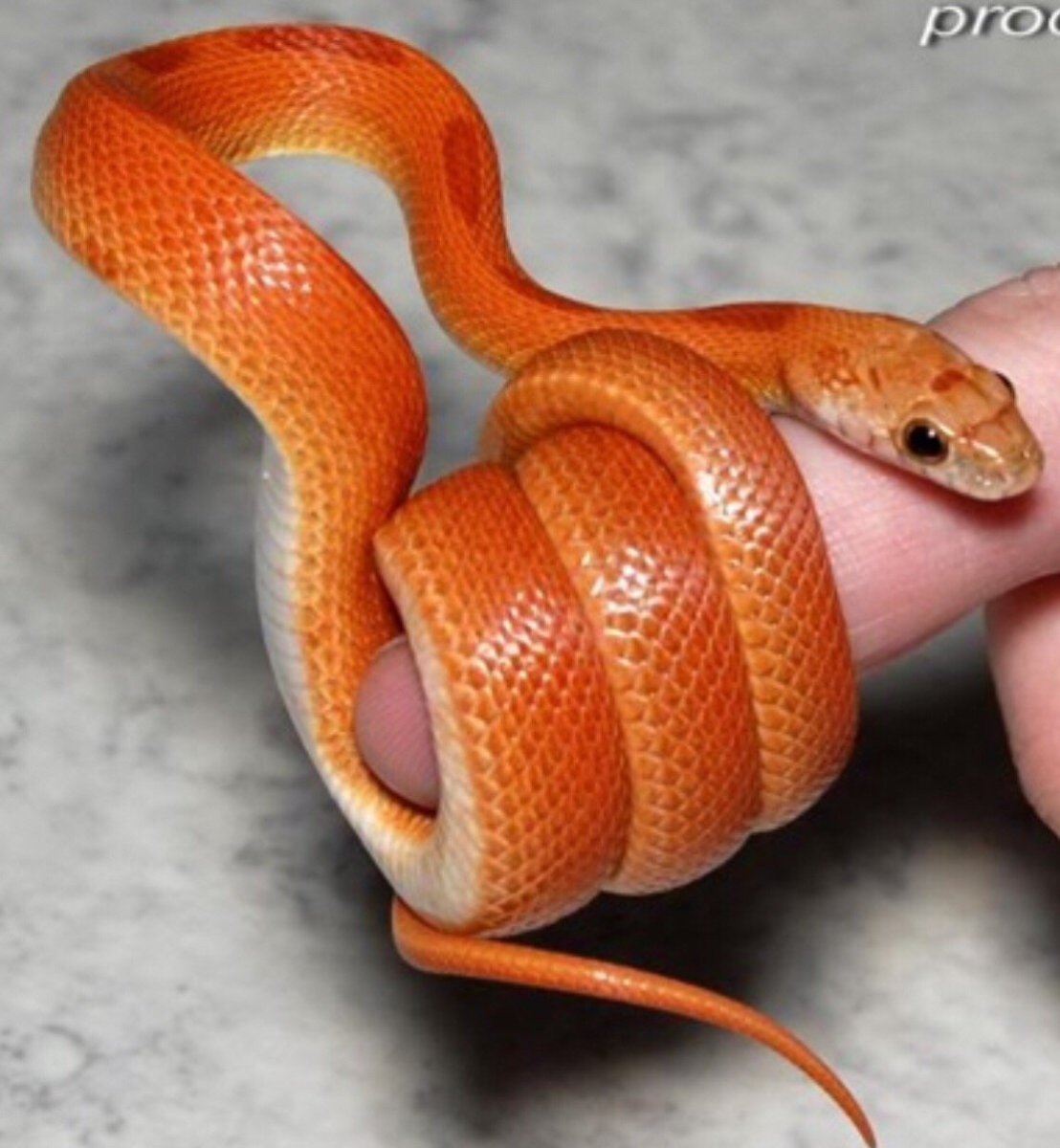 Змея домашняя маленькая