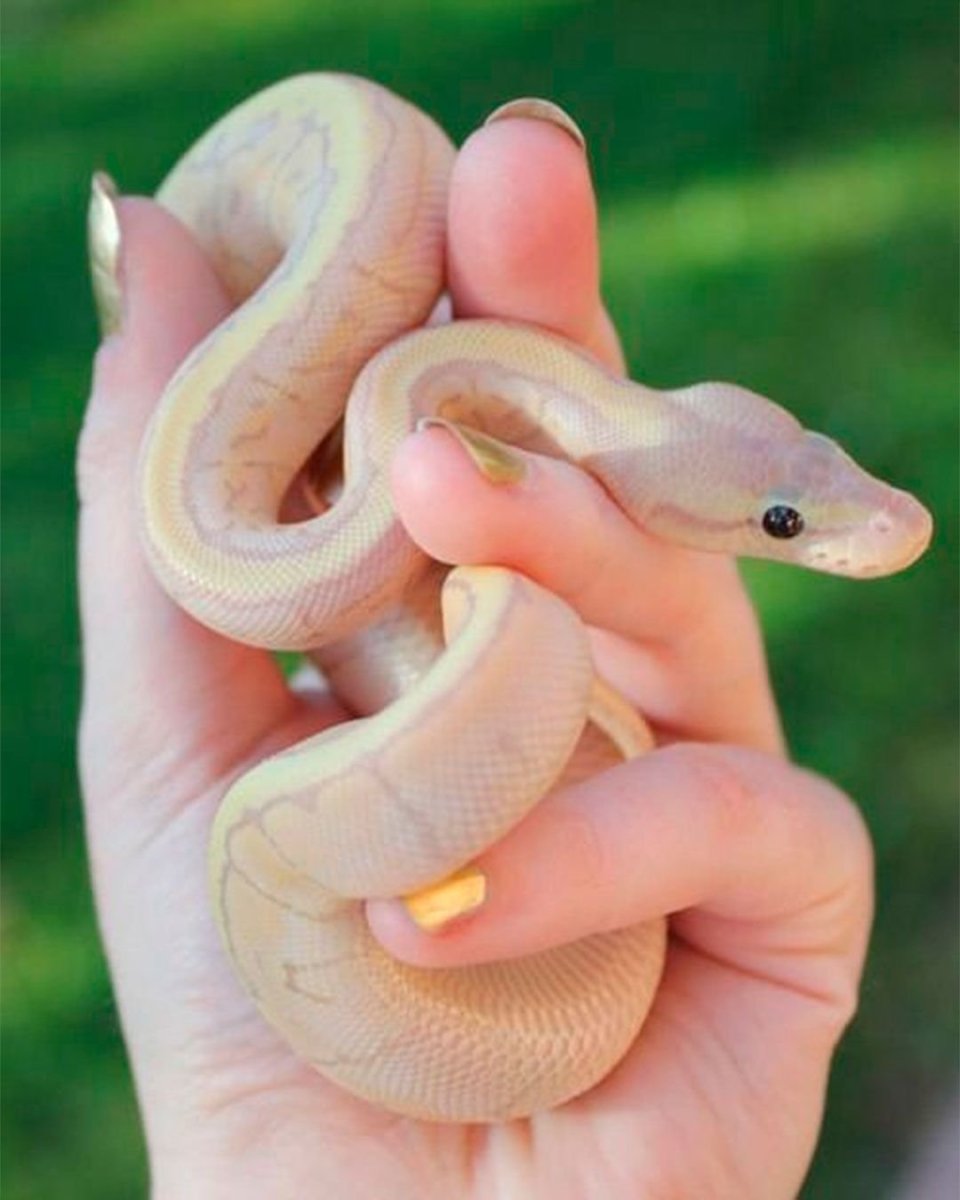 Домашние змеи