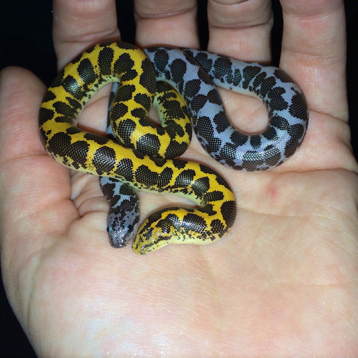 Королевский питон детеныш