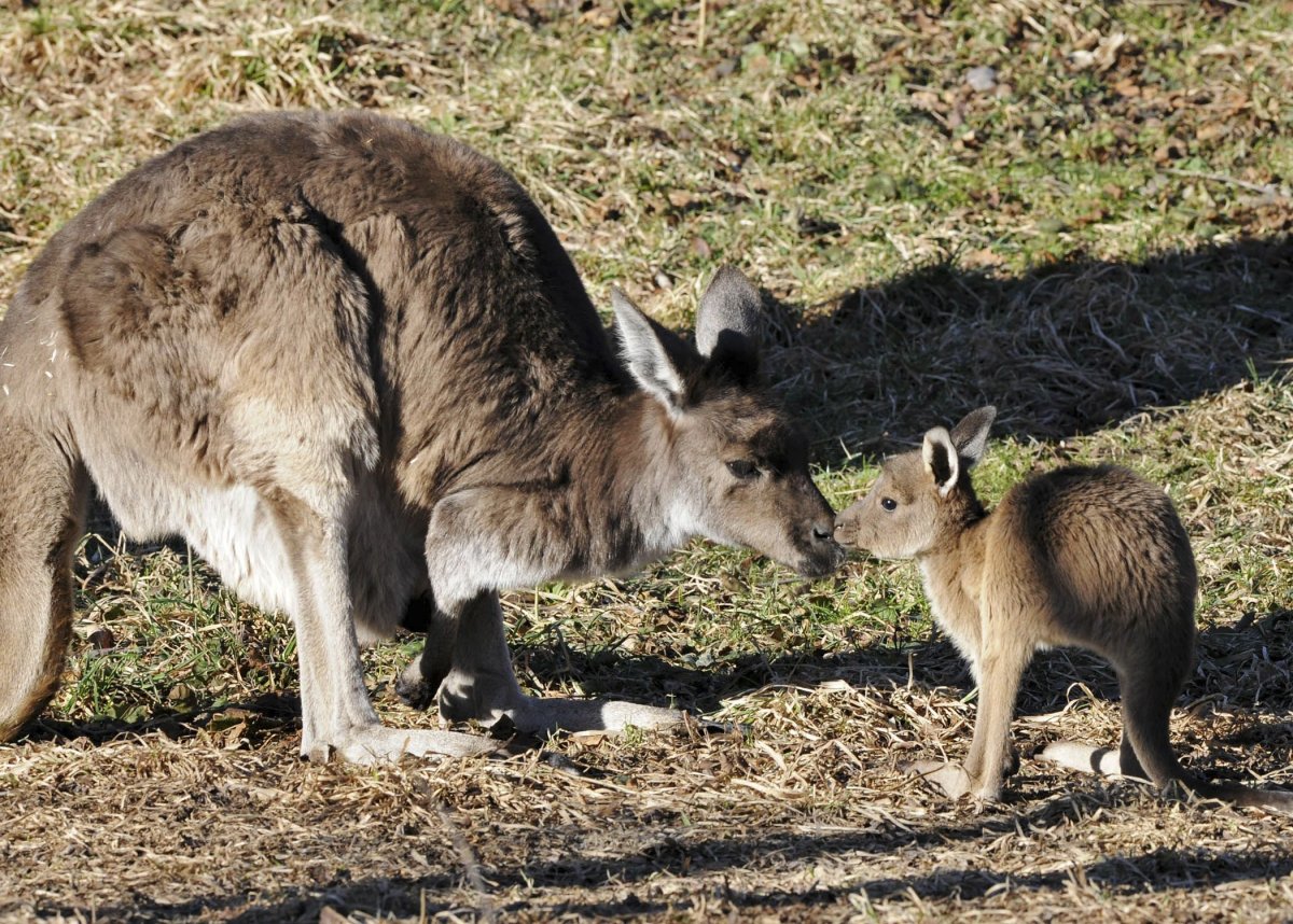 Западный серый кенгуру