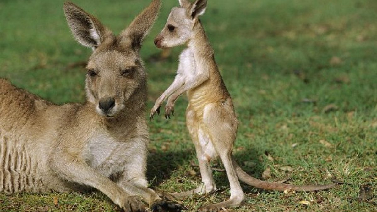 Маленький кенгуру