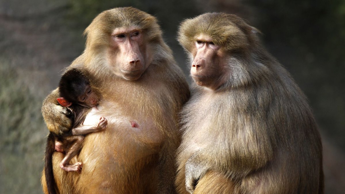 Eastern Lowland Gorilla