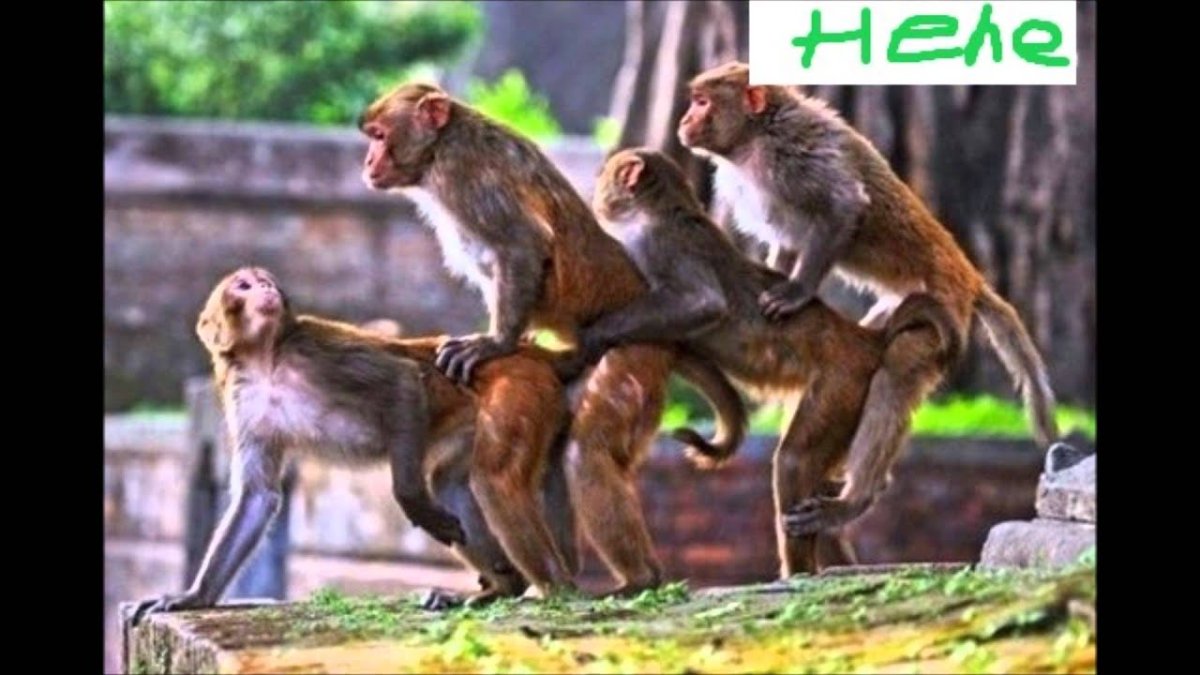 Хайнаньский черный Гиббон