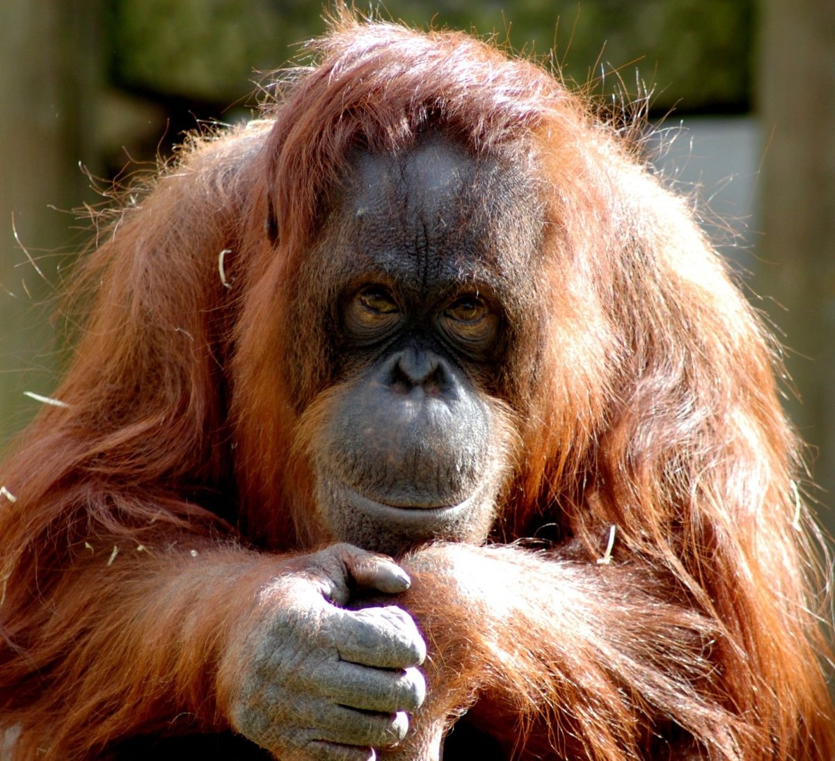 Борнейский орангутан