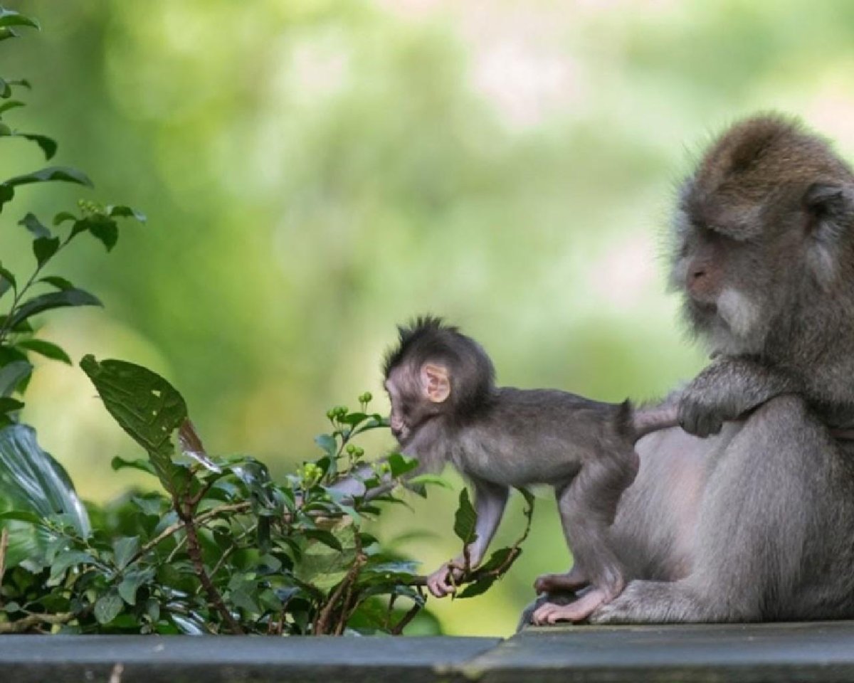 Прямоходящая горилла