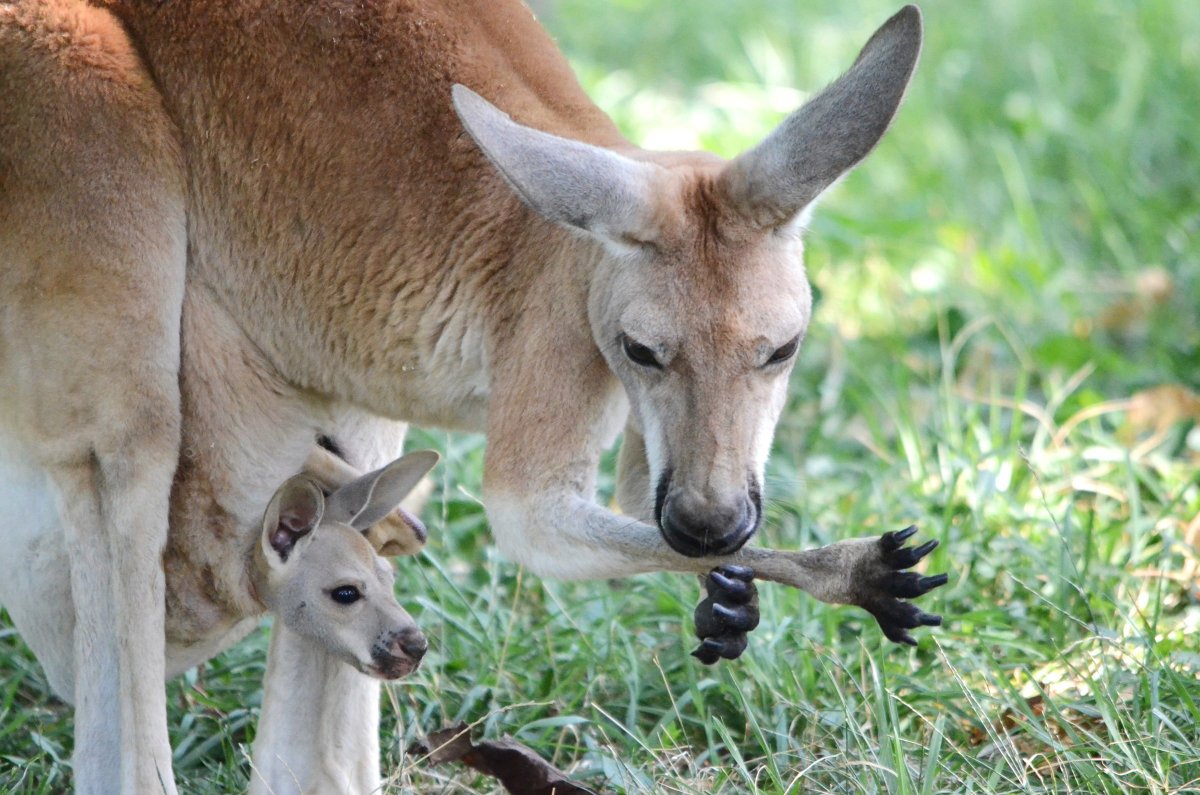 Животные Австралии рыжий кенгуру