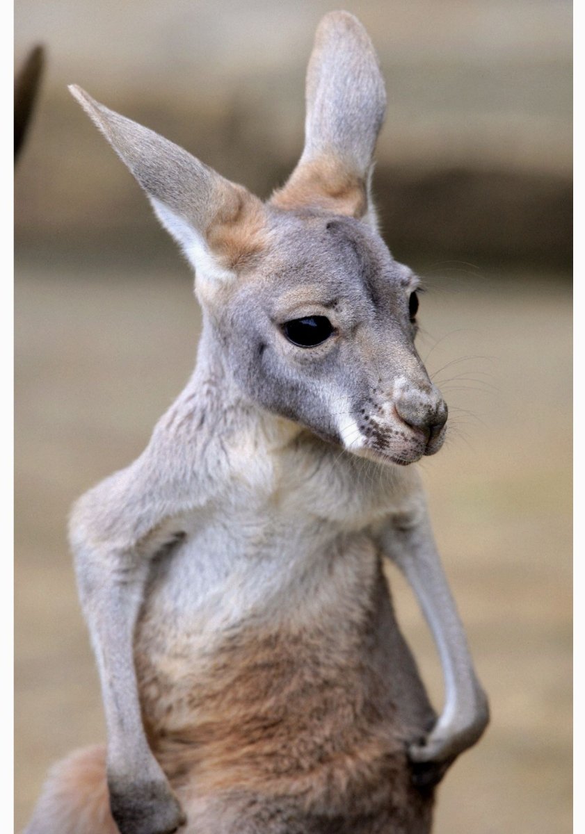 Кенгуру Джоуи