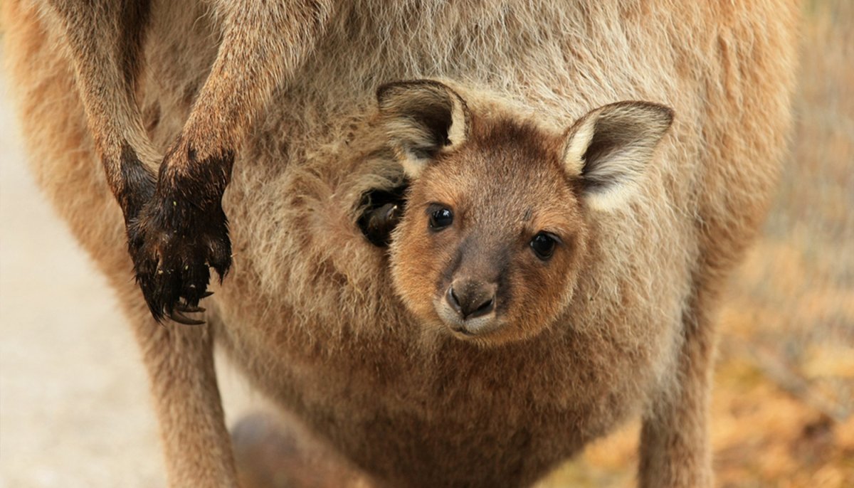 Сумка у сумчатых животных