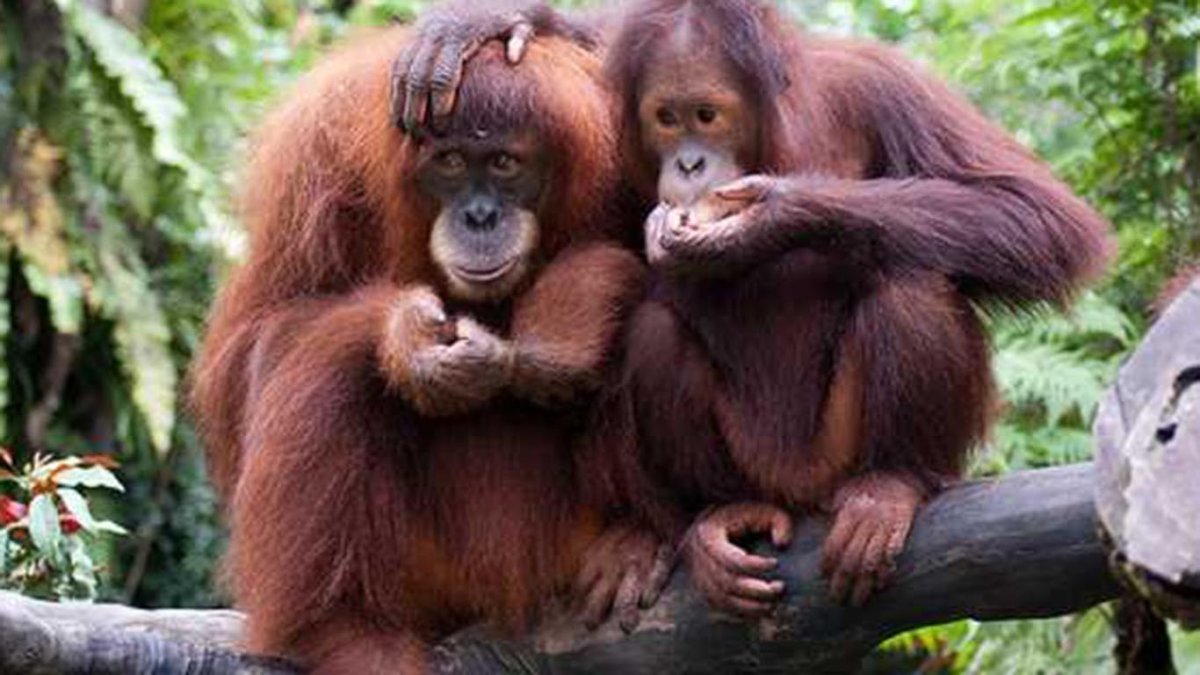 Горилла шимпанзе и орангутанг