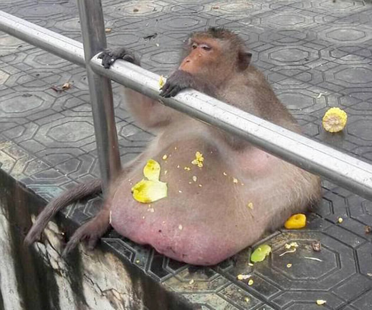 Обезьяна с большими щеками