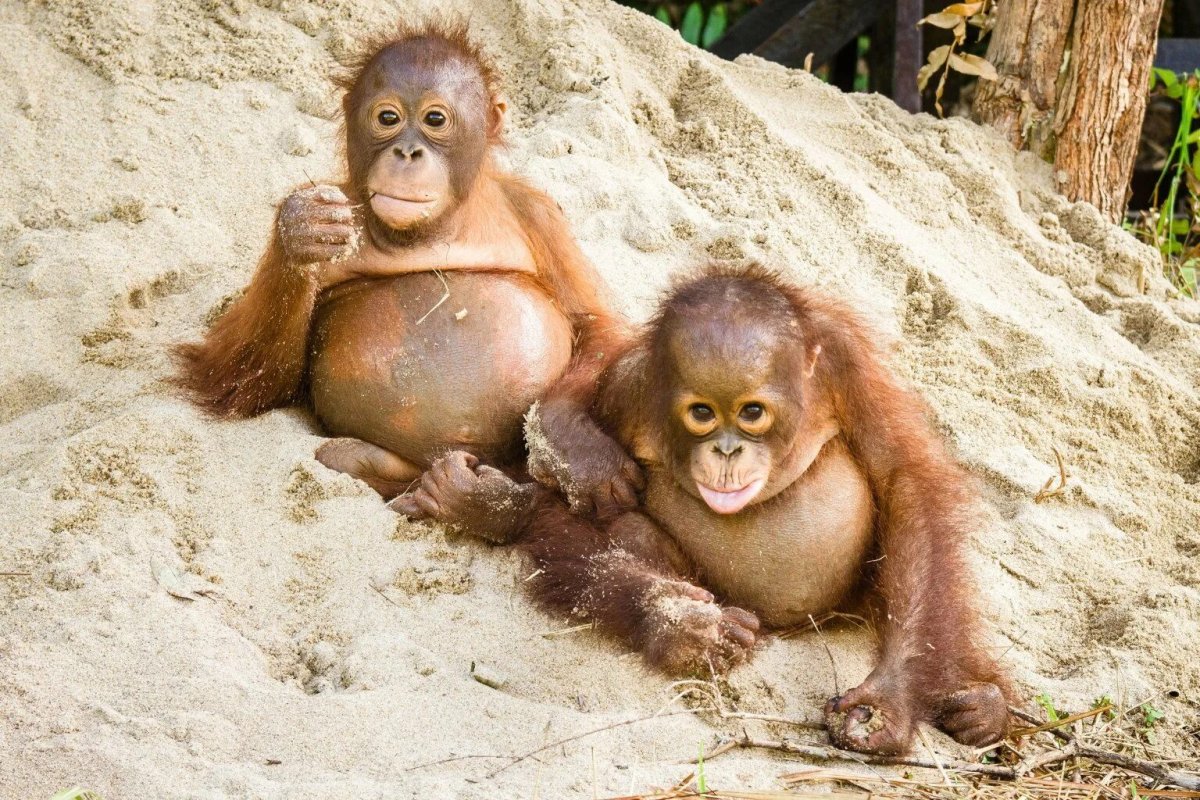 Горилла альбинос Барселона