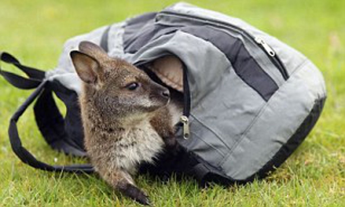 Кенгуренок спит в сумке