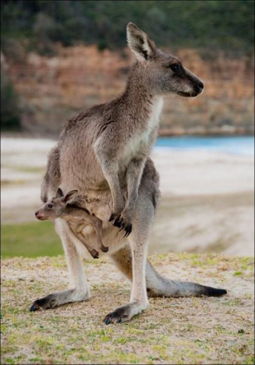 Кенгуру с детенышем