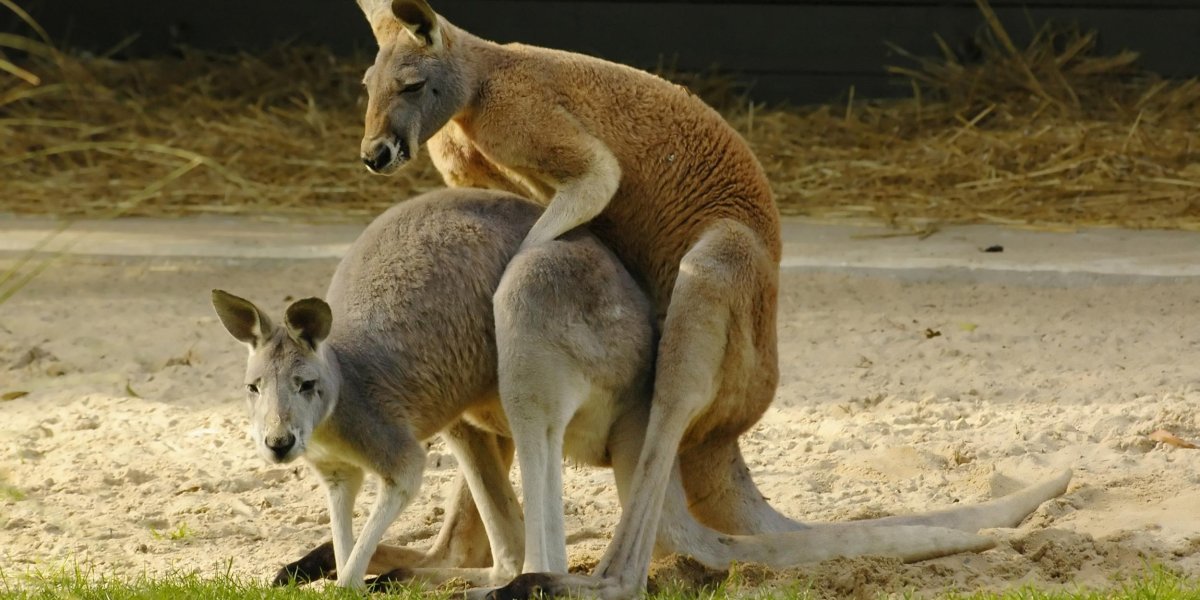 Самец кенгуру спаривание