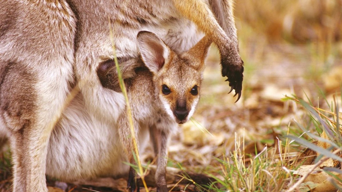 Kangaroo Pouch