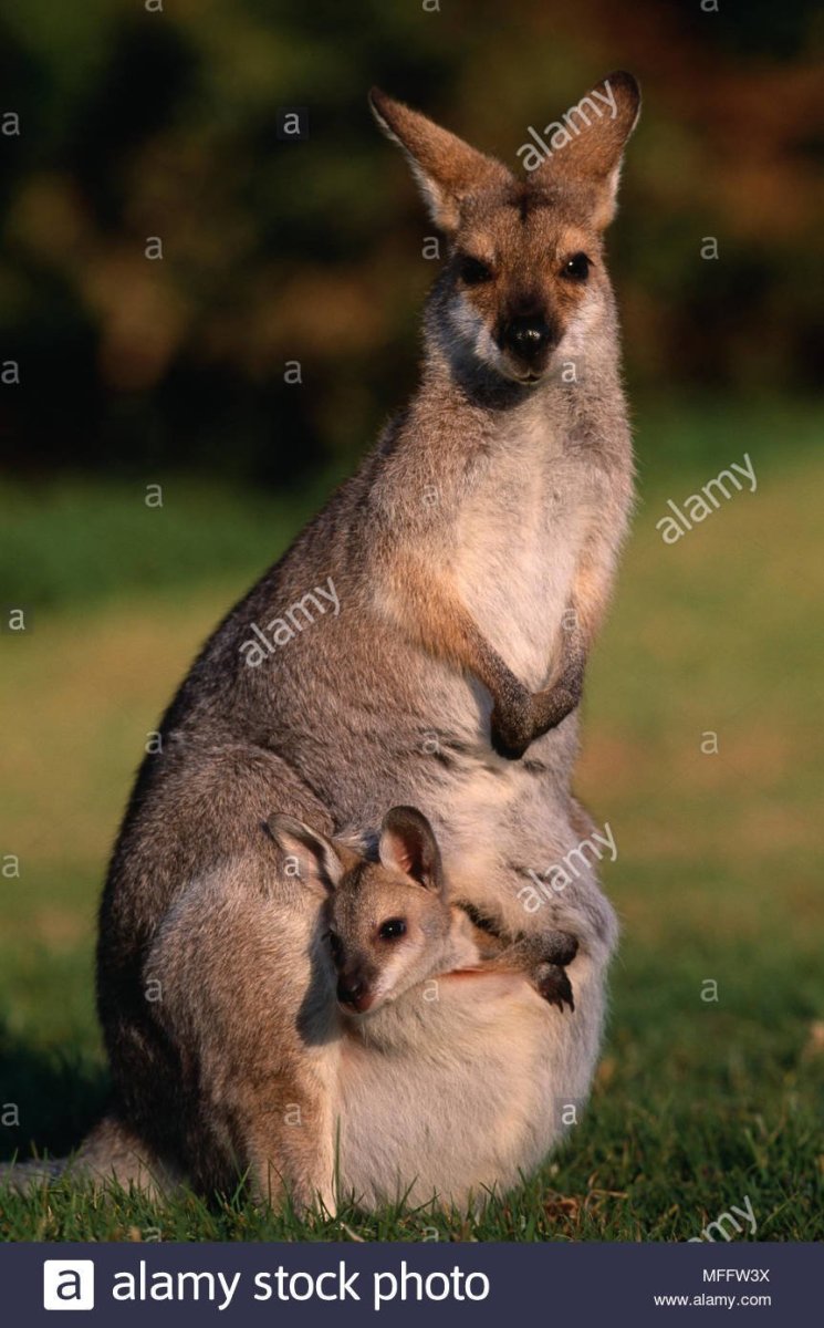 Кенгуру с кенгуренком в сумке