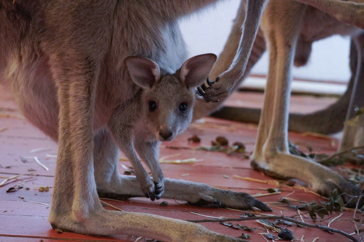 Кенгуренок Стич осиротевший
