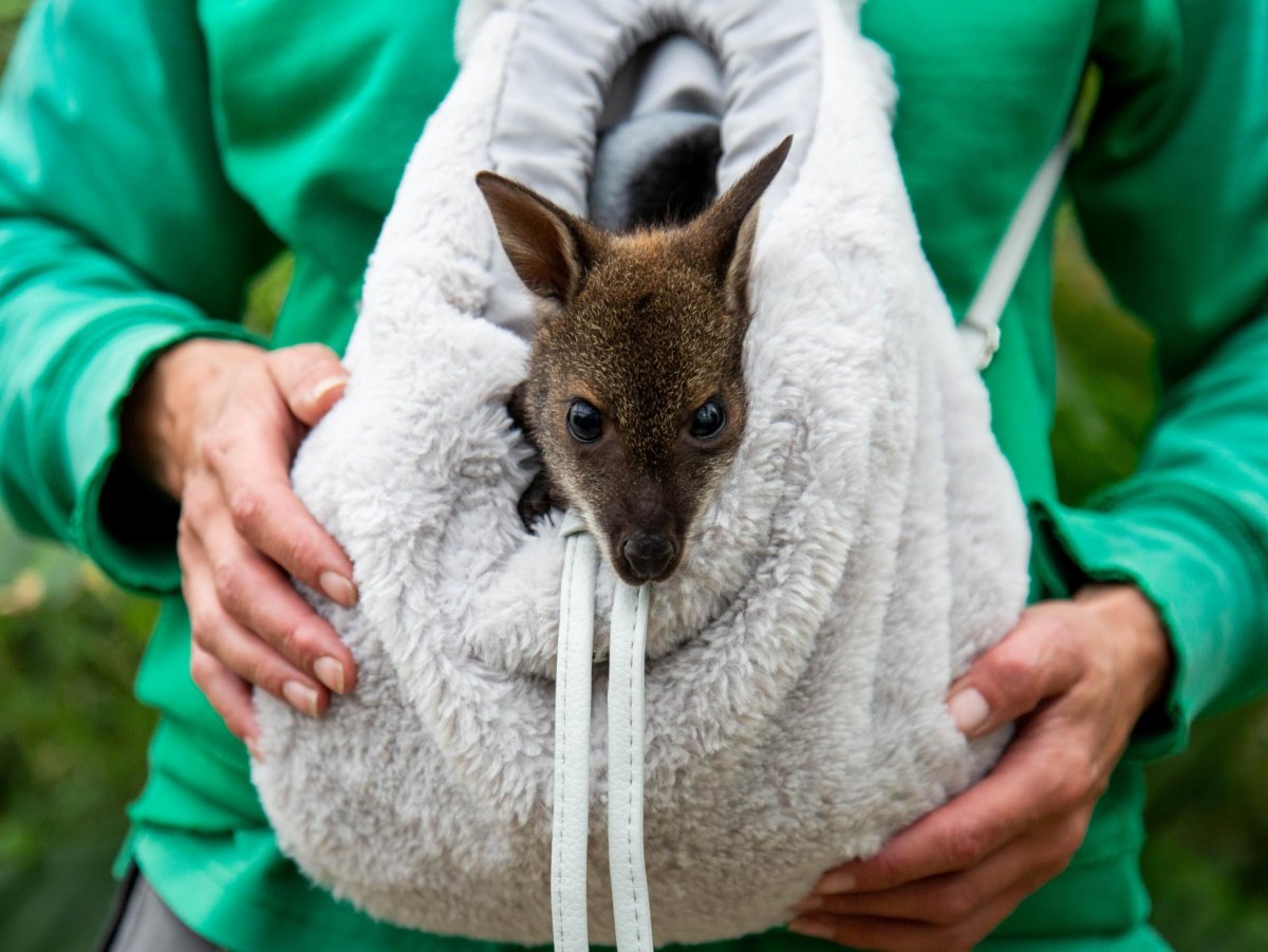 Кенгуру валлаби с человеком