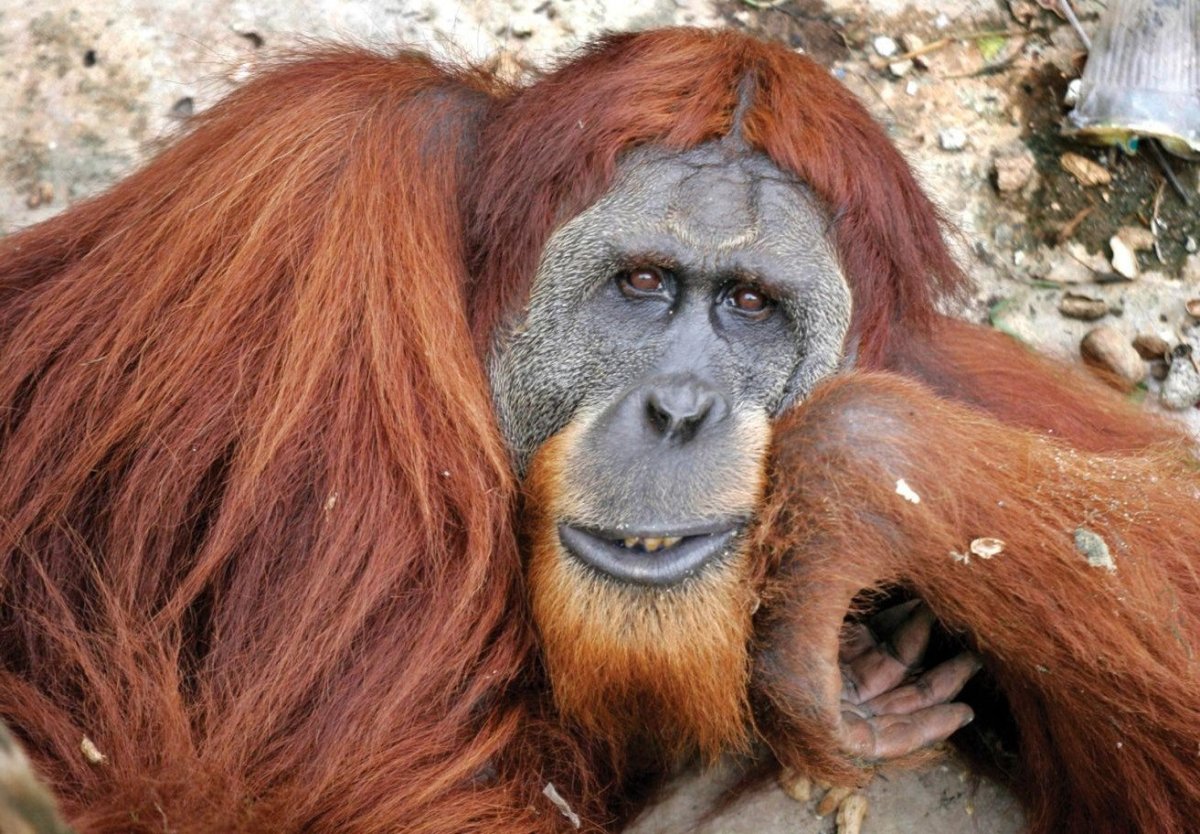 Горилла Исабукуру