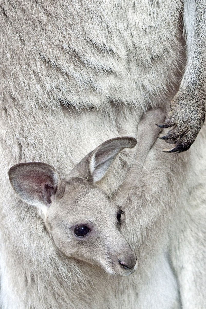 Кенгуру детеныш кенгуру