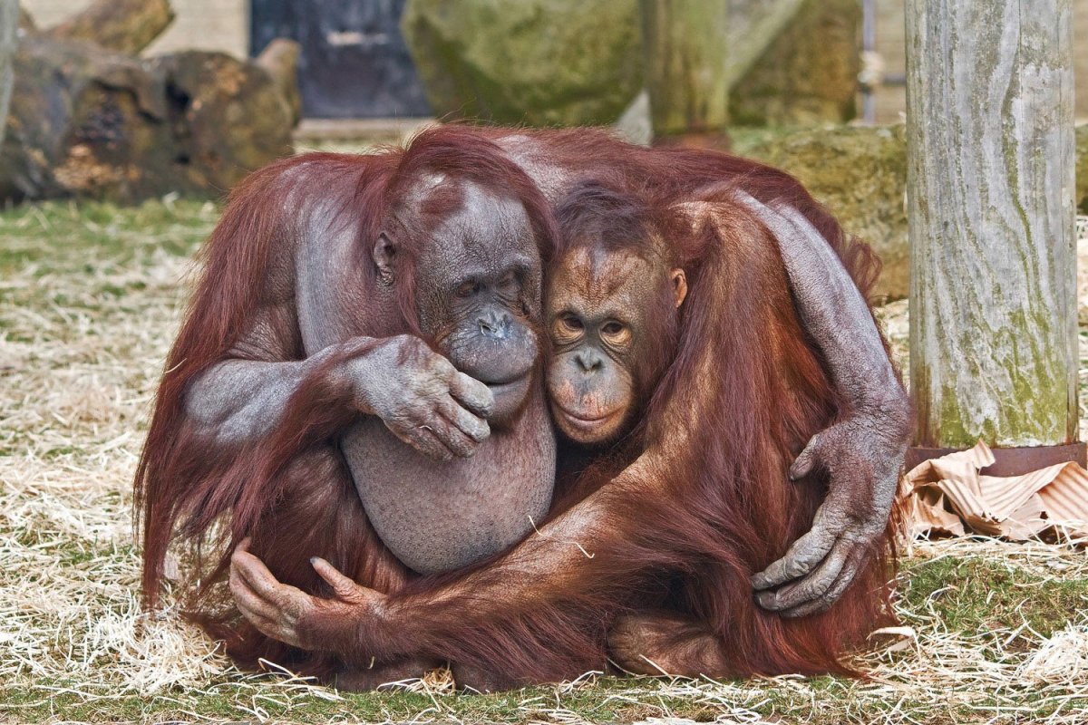 Обезьяна носач