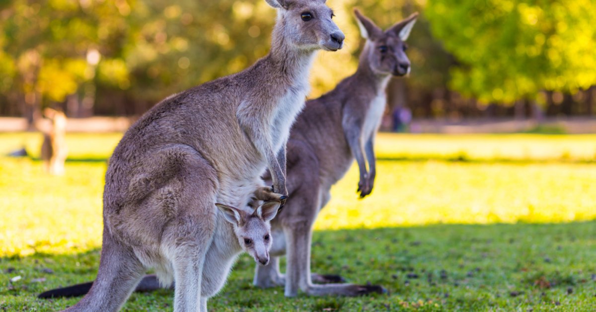 Кенгуру, животные