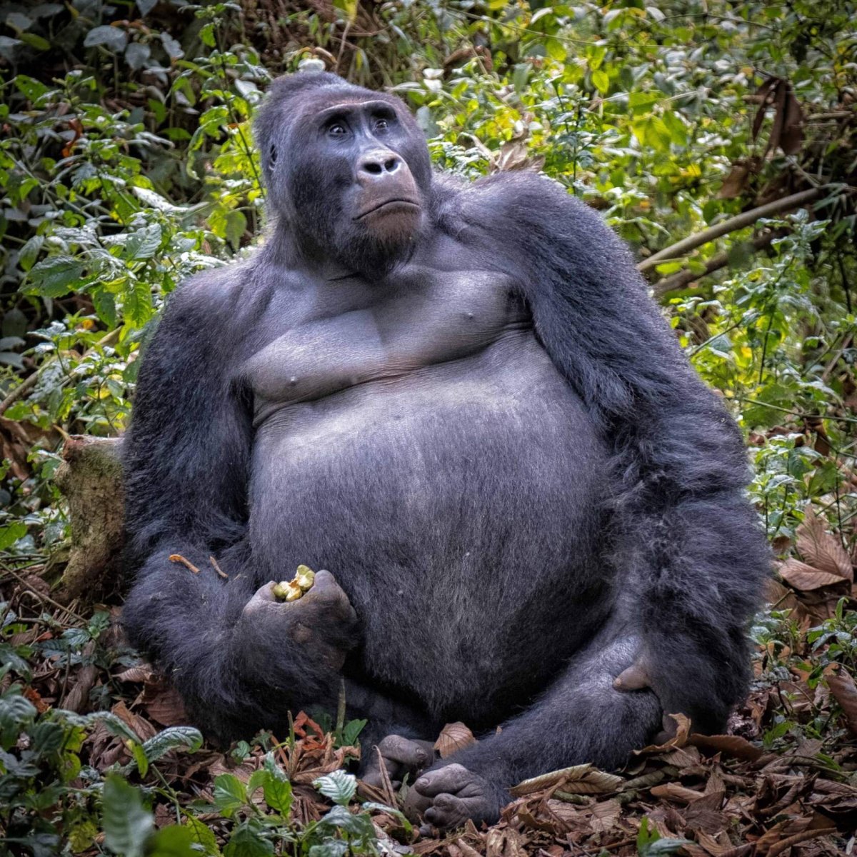 Калимантанский орангутан