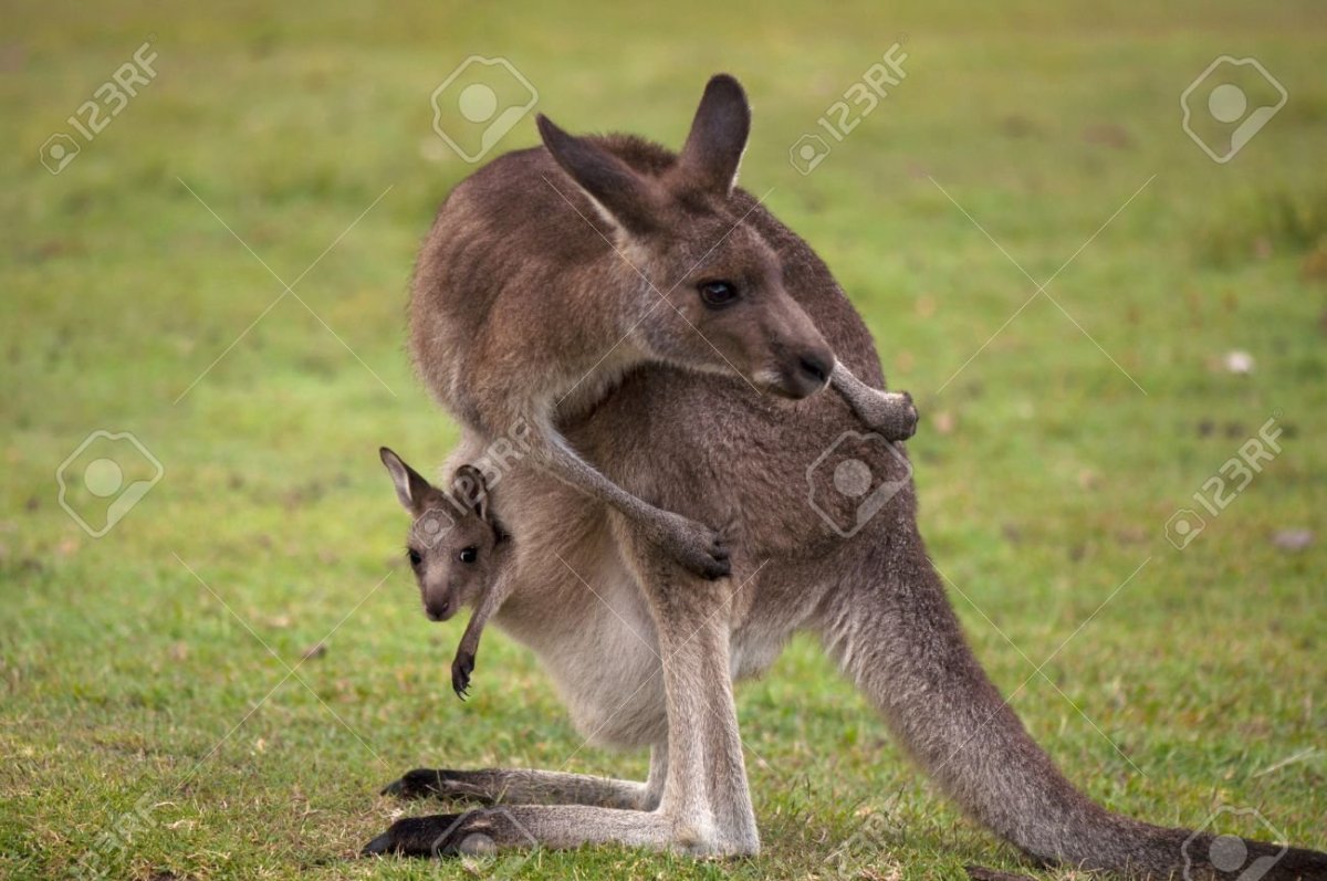 Взрослый Кенгуренок в сумке