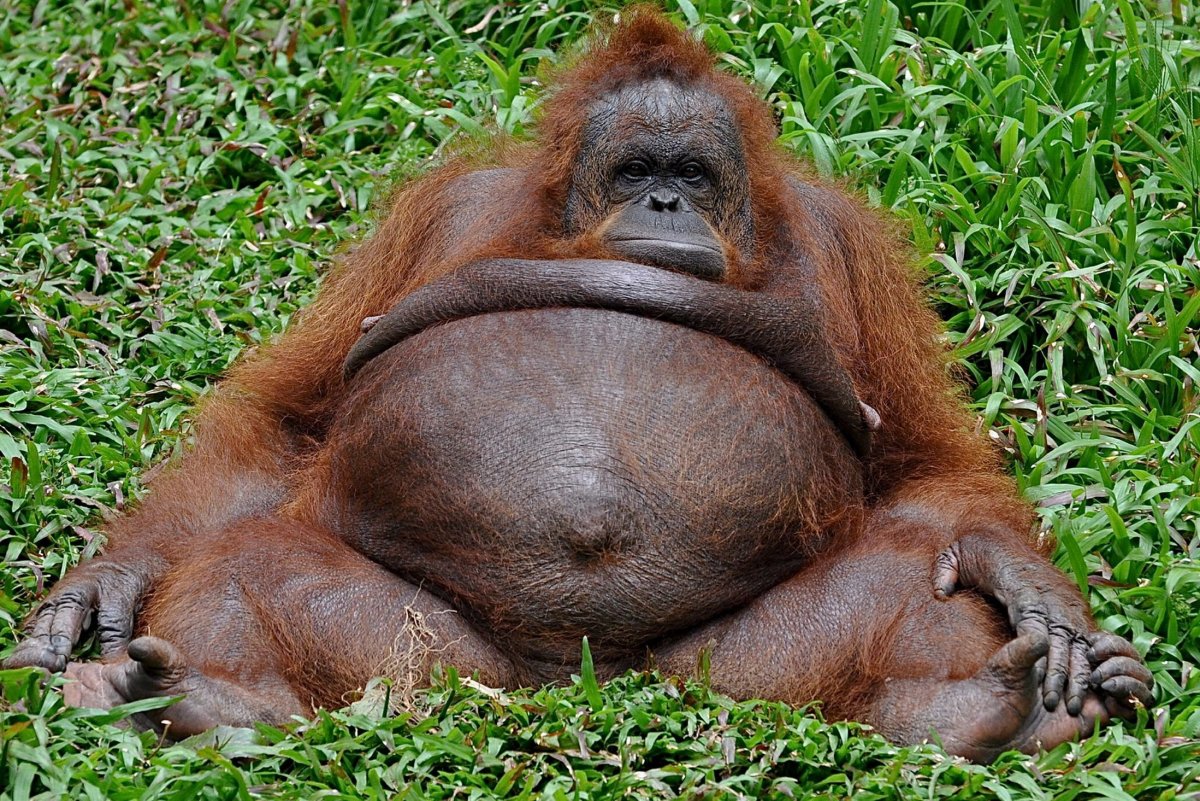 Суматранский орангутан самец