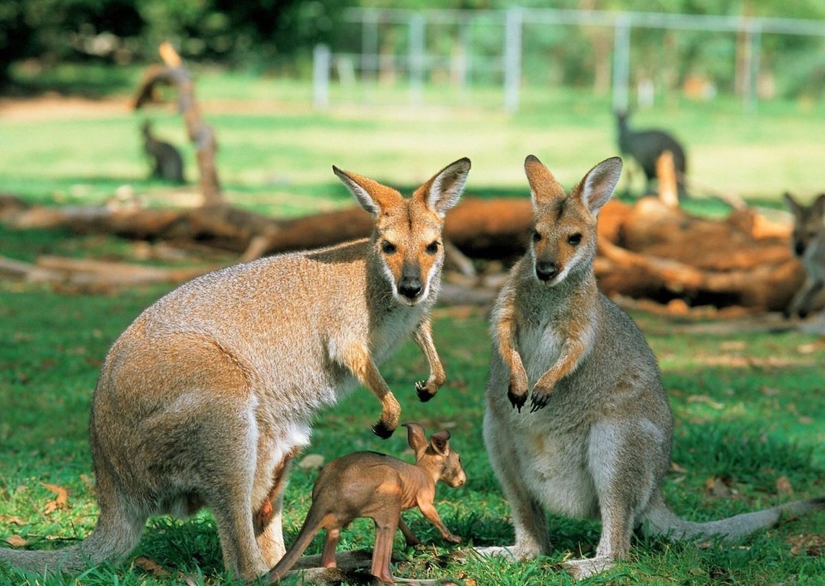 Среда обитания кенгуру