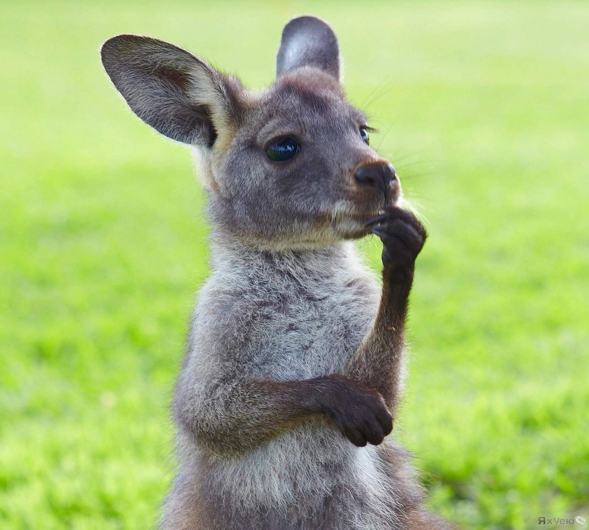 Новорожденные кенгуру