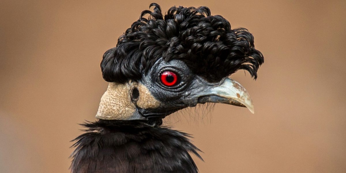 Хохлатая цесарка