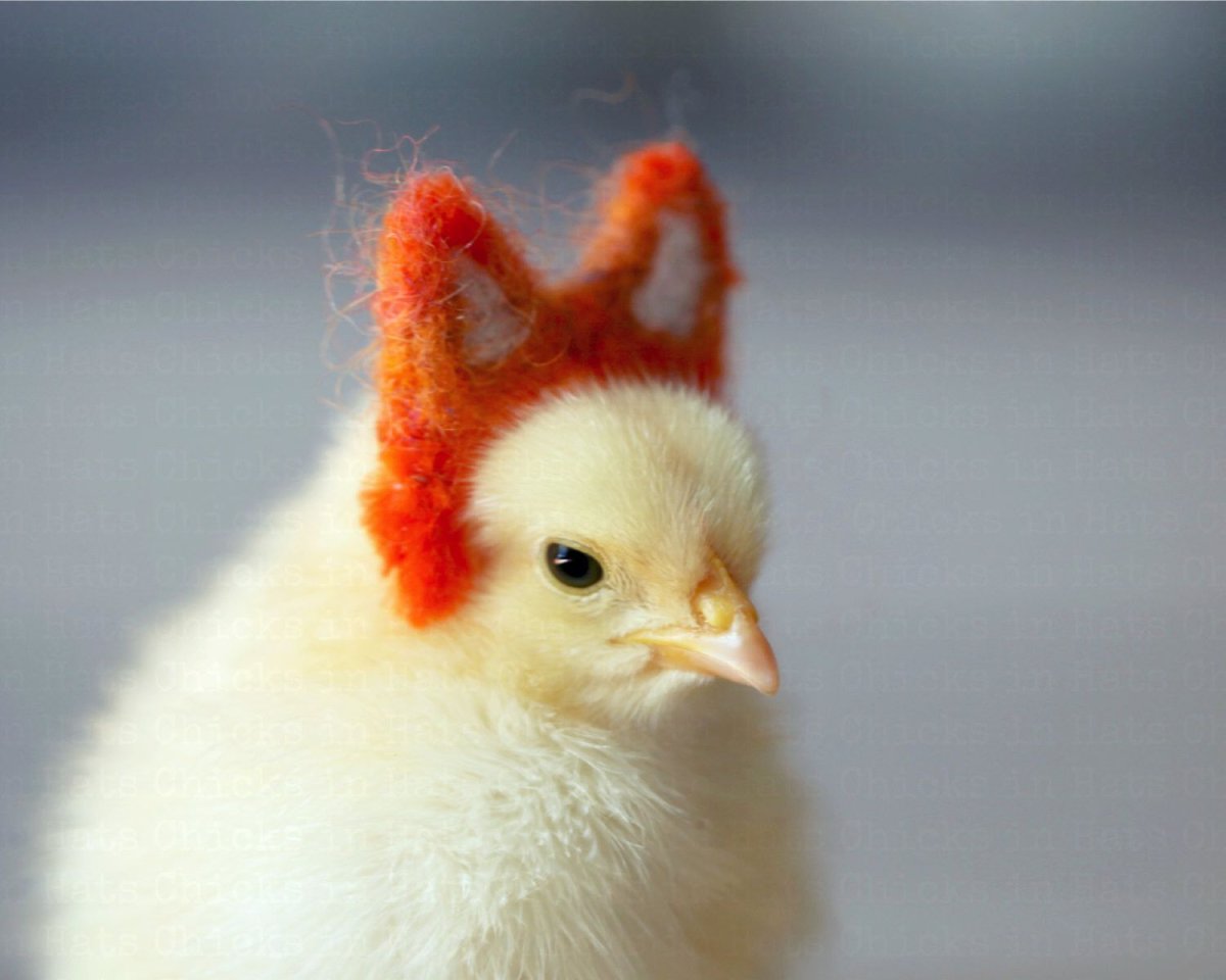 Милая курица